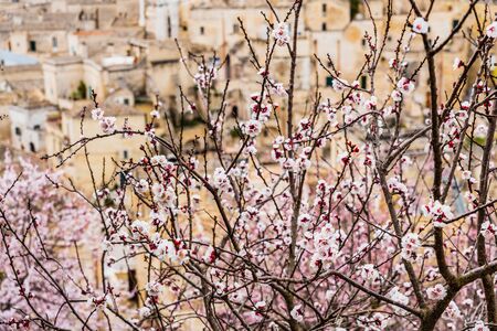 Flowering almond trees during the spring in a Mediterranean city, ideal for a soft background.の写真素材