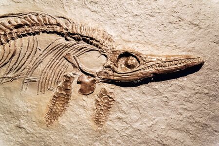 Detail of a fossil Ichthyosaurus.の写真素材