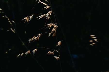 Background of dried plants in nature illuminated by the sun from behind with dark tones.の写真素材