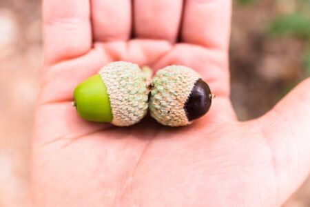 A child holds in his hand some oak acorns that begin to ripen with the arrival of autumn.の写真素材