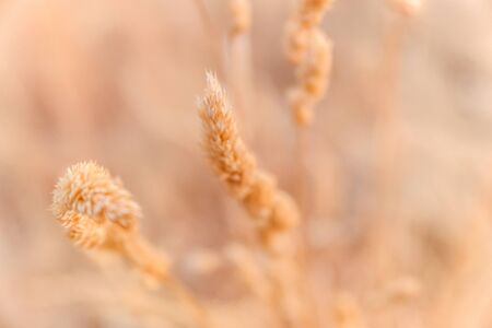 Detail of a dry plant at the end of summer, with unfocused background to use as a natural background.の写真素材