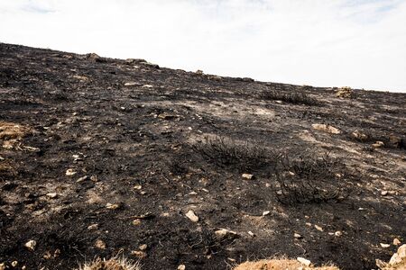 Ashes and remains of an undergrowth burned by a fire.の写真素材
