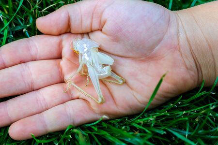 Insects like grasshoppers shed their skin in summer with a new exoskeleton.