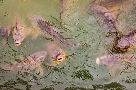 Carps in a pond full of fish at water level looking for food.の写真素材