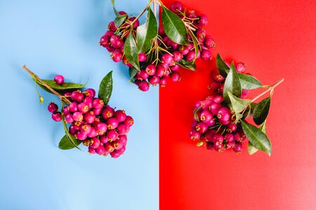 Delicious looking red berries isolated on a studio background.の写真素材