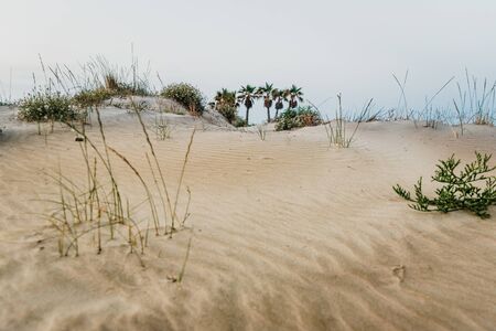 Oasis of palm trees in the middle of the dunes of a desert.