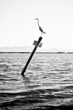 Cormorant perched on a sign in the middle of a lake, black and white photo.の写真素材
