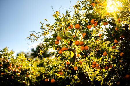 Orange trees are the main fruit trees in the orchards of Valencia, in the Mediterranean, and are...