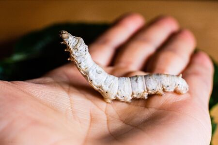 Bombyx mori, silkworm, on the palm of a person's hand.の写真素材