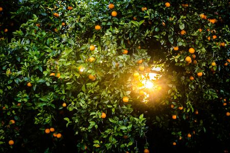 Ripe oranges loaded with vitamins hung from the orange tree in a plantation at sunset with sunbeams in the background in spring.の写真素材
