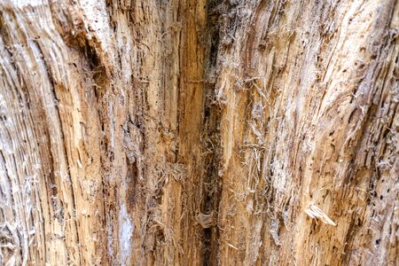 Detail of the inside of a tree trunk eaten by termites and worms.