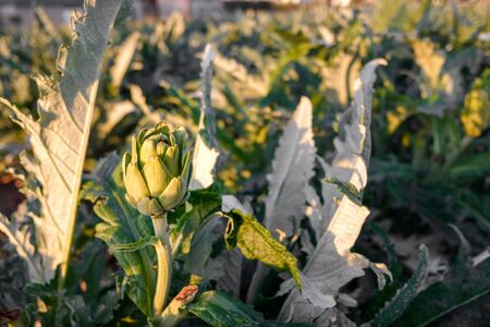 A ripe artichoke grows in its bush in a Mediterranean plantation.