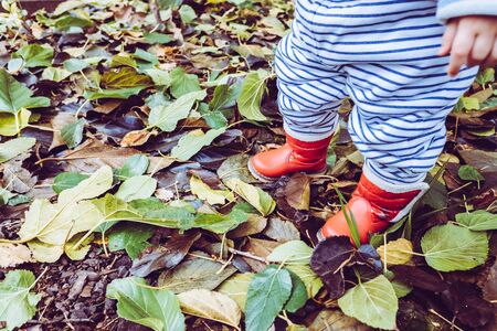 Baby girl with red water boots on dry autumn leaves in winter.の写真素材
