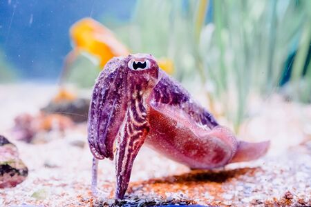 A cuttlefish -Sepiida- with its large eye, cephalopod that can camouflage and change color.の写真素材