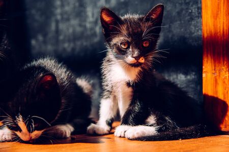 Having pet kittens requires a responsibility to take care of them properly.の写真素材