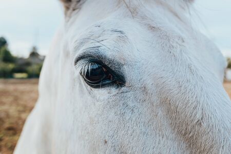 Close-up of a white horse's eye looking intently at the camera.の写真素材