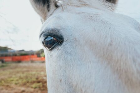 Horse looks with one eye sideways very close to the camera.の写真素材