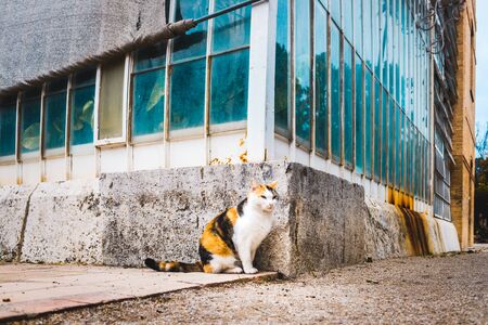 Stray cat sunbathing next to a greenhouse.の写真素材