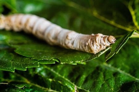 A Bombyx mori alone, silkworm, on green mulberry leaves, the only tree from which it can feed.の写真素材