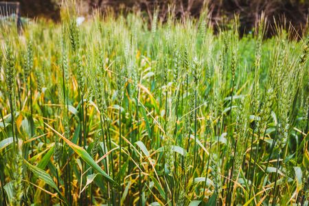 Ears of ripe wheat grown in an orchard.の写真素材