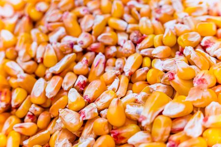 Detail of corn grains to feed hens in a farm.の写真素材