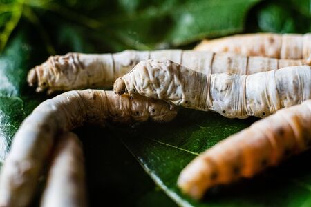 Group heads of silk worms, Bombyx mori, eating mulberry leaves with their sharp teeth.の写真素材