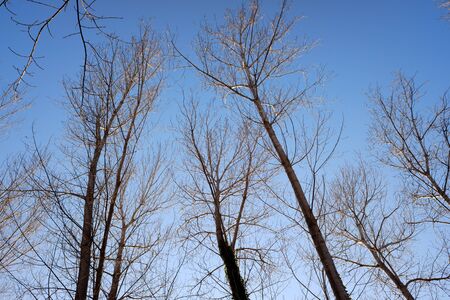 Natural background with silhouettes of trees without leaves in winter with blue sky.