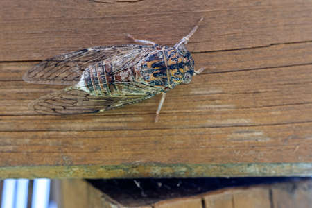 Detail of a Mediterranean cicada, Cicadidae, with unfocused background.