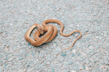 Bastard snake, Malpolon monspessulanus, typical of Europe and North Africa, resting in the sun on...