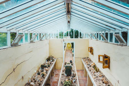 Interior of a greenhouse for the cultivation of decorative cacti.の写真素材