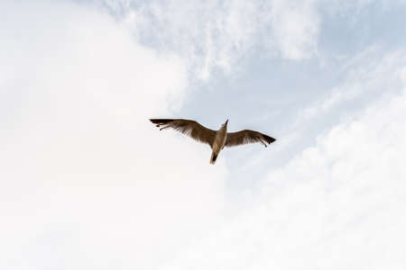Seagull flying viewed from below with outstretched wings on a cloudy day.