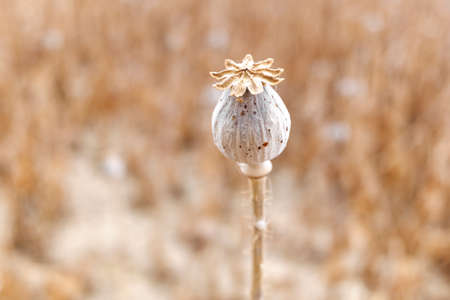 Detail of the ripe fruit of a royal opium poppy, Papaver somniferum, whose seeds are used to extract morphine.の写真素材