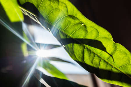 Sunbeams pierce the thin skin of a green leaf.