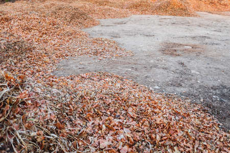 Onion husk after harvesting from the field, left to dry to compost.の写真素材