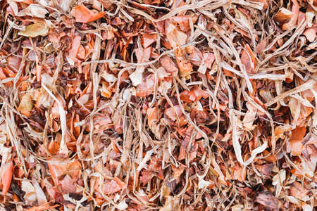 Onion husk after harvesting from the field, left to dry to compost.