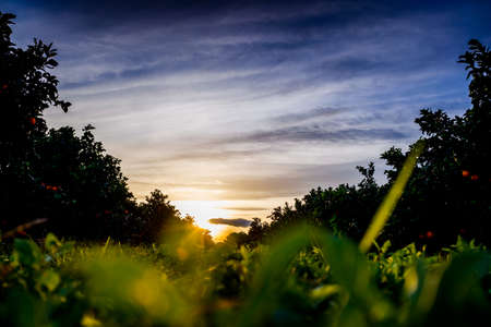 Nice sunset seen from the ground and surrounded by fruit trees, and an intense blue sky.