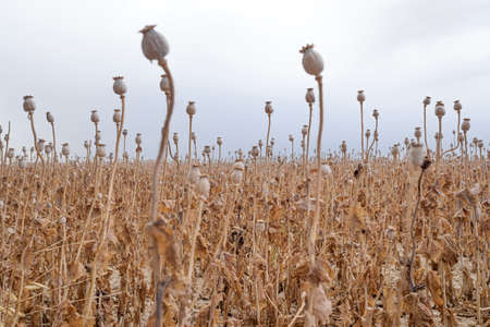 Field of cultivation of royal opium poppy, Papaver somniferum, in summer just before the collection...