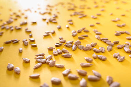 Sunflower seeds rich in fatty acids and minerals, a healthy snack.の写真素材