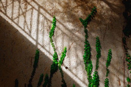 Some plants cling to the walls to grow on them looking for the sun
