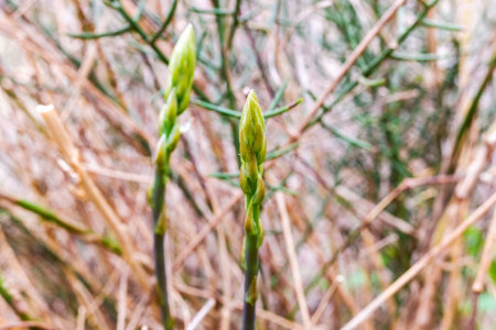 Edible wild green asparagus, spring buds.の写真素材