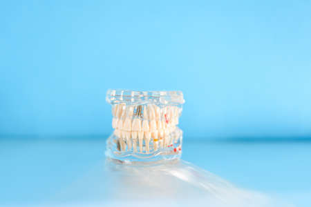 Plastic model of a jaw with complete teeth for study, isolated on background with copy space.