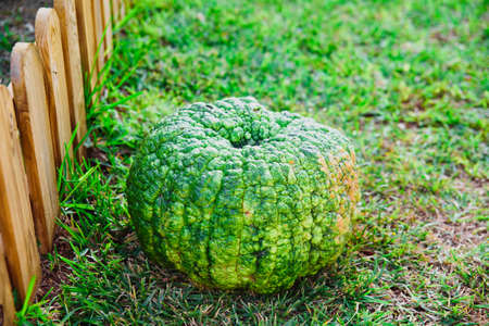An ugly pumpkin discarded for defects in the garden.の写真素材