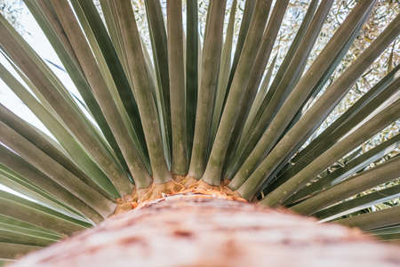 Sharp leaves of a palm cactus seen from below.の写真素材