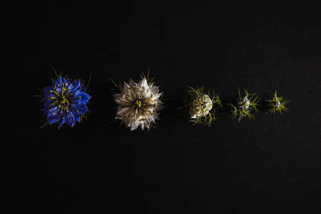 Elegant artistic backdrop of flowers isolated on black background to hang on canvas frame.