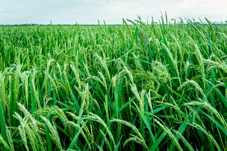 Rice cultivation with ripe ears ready for harvest.の写真素材