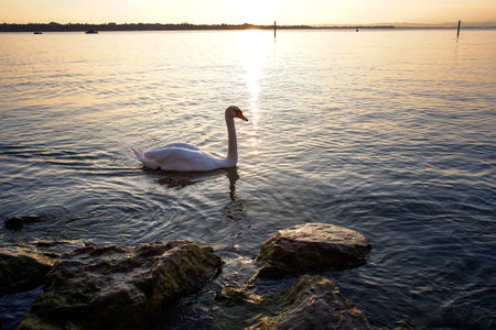 A swan walks near the shore of Lago di Garda at sunset.の写真素材