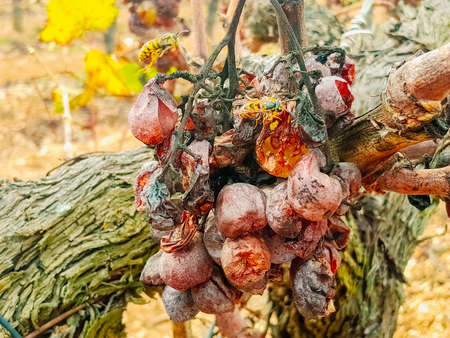 Wasps feed on grapes in abandoned vineyards and rotten grapes.の写真素材