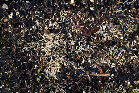 Grass seeds thrown on a ground.の写真素材