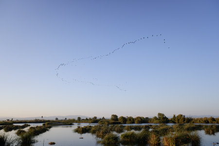 A flock of birds soars in flight at sunset over a lagoon in the Ebro delta, migrating south.の写真素材