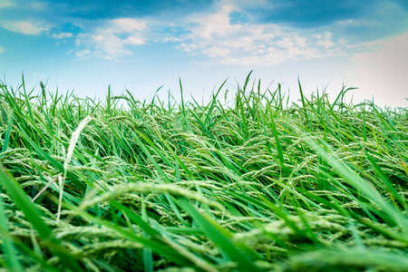 Rice cultivation with ripe ears ready for harvest.の写真素材